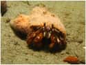 Hermit crab on Random Best Pets for Kids