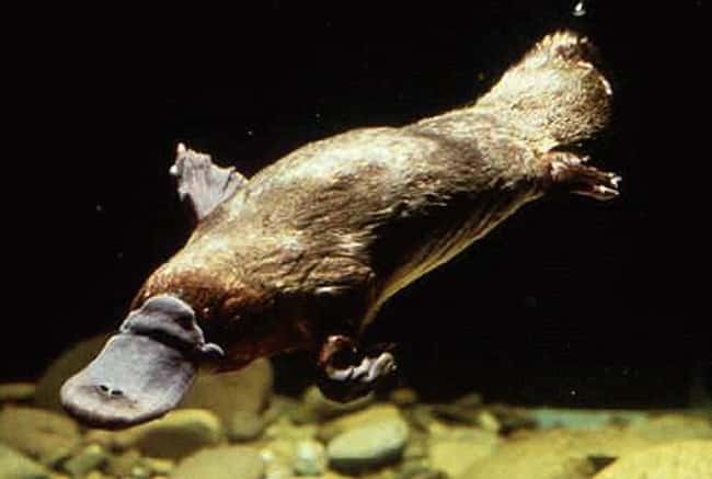 Platypus is listed (or ranked) 20 on the list 28 Cute Animals That You Don't Want To Mess With