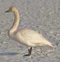 Whooper Swan on Random Funniest Bird Names to Say Out Loud