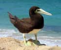 Brown Booby on Random Funniest Bird Names to Say Out Loud