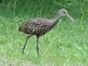 Limpkin on Random Funniest Bird Names to Say Out Loud