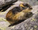 Norway lemming on Random Coolest Animals That Live In Tundra