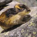 Norway lemming on Random Coolest Animals That Live In Tundra
