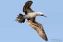 Peruvian Booby on Random Funniest Bird Names to Say Out Loud