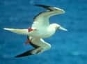 Red-footed Booby on Random Funniest Bird Names to Say Out Loud