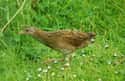 Corn Crake on Random Funniest Bird Names to Say Out Loud