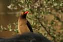 Red-billed Oxpecker on Random Funniest Bird Names to Say Out Loud