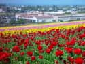 Carlsbad on Random Best Cities for Young Professionals