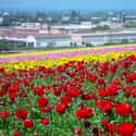 Carlsbad on Random Best American Cities for Artists