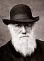 Charles Darwin on Random Famous People Buried at Westminster Abbey