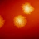 Clostridium difficile on Random Most Dangerous Drug-Resistant Diseases