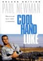 Cool Hand Luke on Random Best Movies Roger Ebert Gave Four Stars
