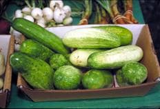 Cucumber
