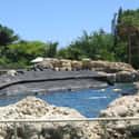 Discovery Cove on Random Best Amusement Parks In America