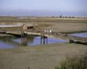 Don Edwards San Francisco Bay National Wildlife Refuge on Random Things To Do With Kids In California's East Bay