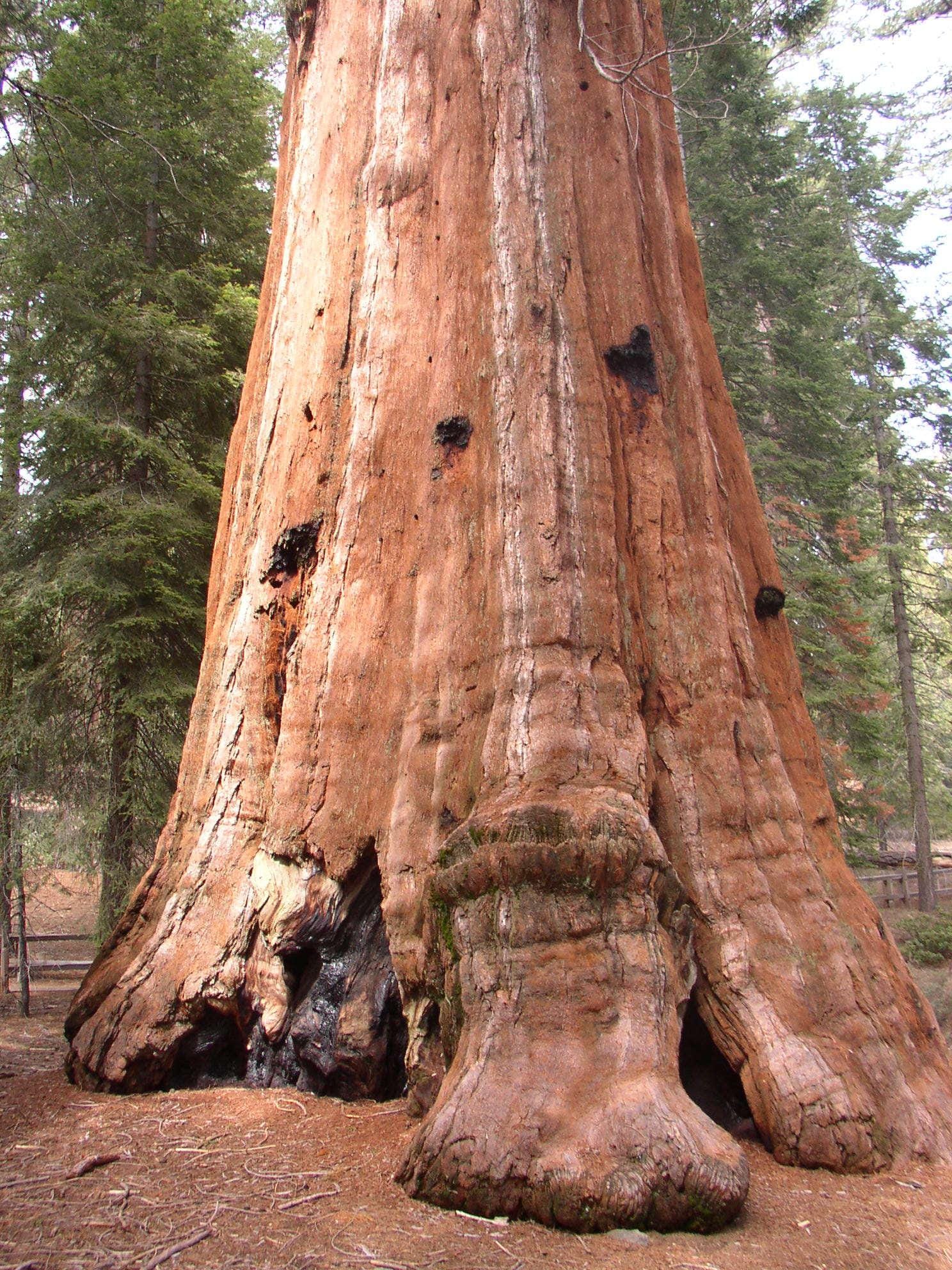 Giant Sequoia National Monument Rankings. This includes all Location