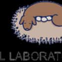 HAL Laboratory on Random Current Top Japanese Game Developers