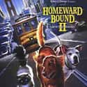Homeward Bound II: Lost in San Francisco on Random Best Disney Movies Starring Cats