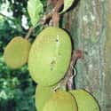 Jackfruit on Random Best Tropical Fruits