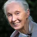 age 84   Dame Jane Morris Goodall, DBE is an English primatologist, ethologist, anthropologist, and UN Messenger of Peace.