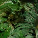 Kale on Random Best Foods to Buy Organic