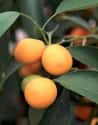 Kumquat on Random Very Best Citrus Fruits