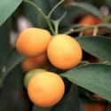 Kumquat on Random Very Best Citrus Fruits