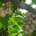 Lansium domesticum on Random Best Tropical Fruits
