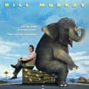 Matthew McConaughey, Bill Murray, Janeane Garofalo   Larger Than Life is a 1996 American comedy film starring Bill Murray.