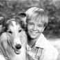 Lassie is listed (or ranked) 16 on the list The Greatest Dog Characters of All Time