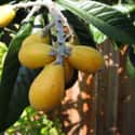 Loquat on Random Best Tropical Fruits