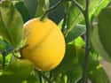 Meyer lemon on Random Very Best Citrus Fruits