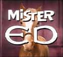 Mister Ed on Random TV Shows Canceled Before Their Time