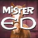 Mister Ed on Random Best Sitcoms from the 1950s