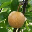 Asian pear on Random Most Delicious Fruits