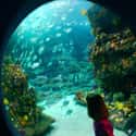 North Carolina Aquarium at Fort Fisher on Random Best Aquariums in the US