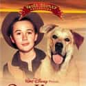 1957   Old Yeller is a 1957 American family tragedy film produced by Walt Disney.