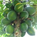 Papaya on Random Best Tropical Fruits