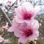 Peach is listed (or ranked) 10 on the list High Fiber Foods | Fiber For A Healthy Diet