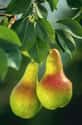 Pear on Random Healthiest Superfoods