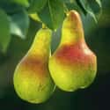 Pear on Random Best Foods to Buy Organic