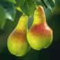 Pear is listed (or ranked) 12 on the list High Fiber Foods | Fiber For A Healthy Diet