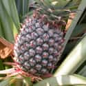 Pineapple on Random Best *Healthy* Ice Cream Toppings
