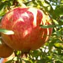 Pomegranate on Random Most Delicious Fruits