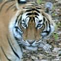 Ranthambore National Park on Random Top Must-See Attractions in India