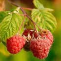 Raspberry on Random Best Foods to Buy Organic