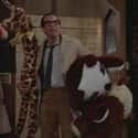 Father Knows Last is listed (or ranked) 7 on the list The Best Episodes From Cheers Season 1