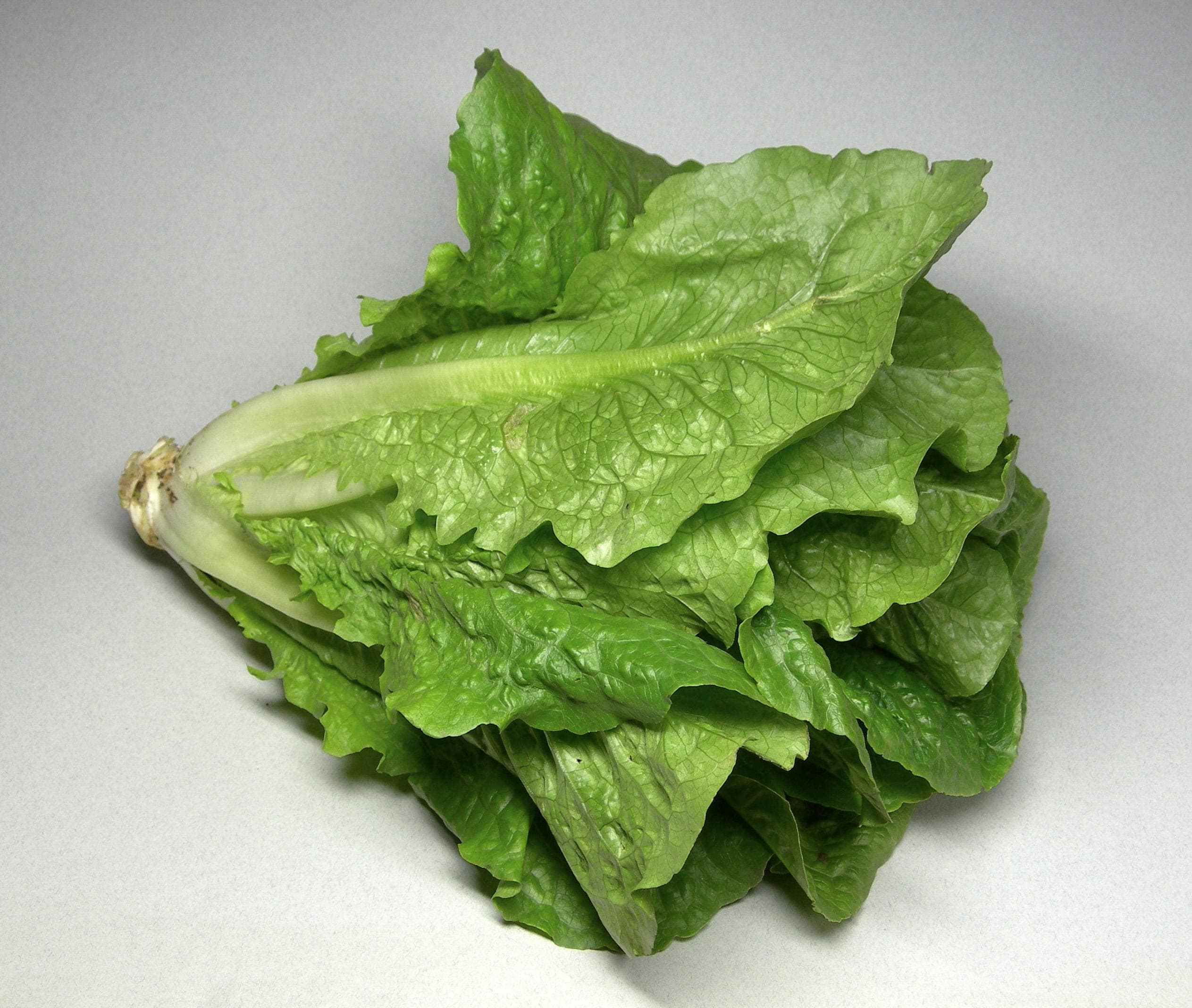 Romaine lettuce