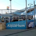 Santa Monica Pier Aquarium on Random Best Aquariums in the US