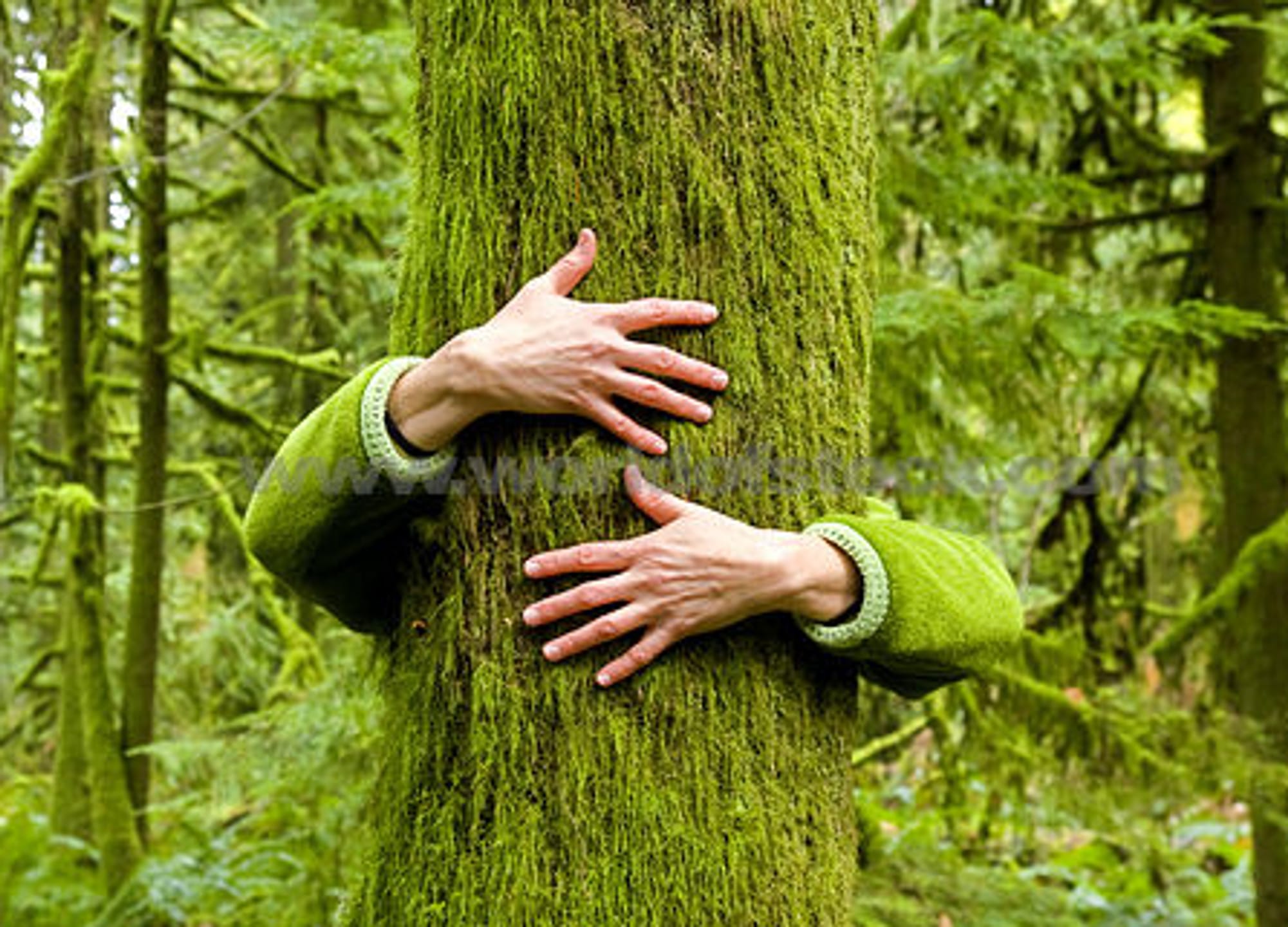 Человек который любит лес. Человек в лесу. Спасение лесов. Охраняемые деревья. Сохранение лесов.